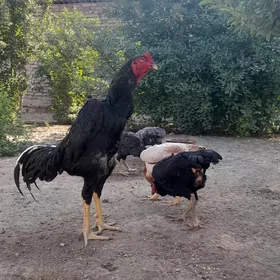 Baýtsy horoz,towuk