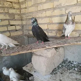 kepderi