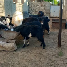 geci