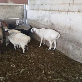 Tohumlyk gisar goç