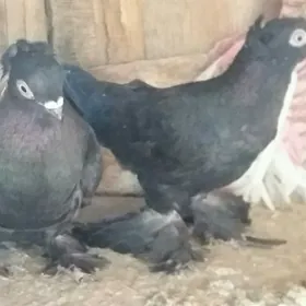 Kepderi