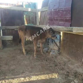 sygyr