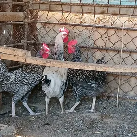 DOMINANT HORAZLAR