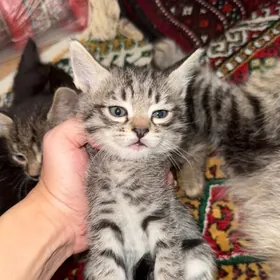 котики