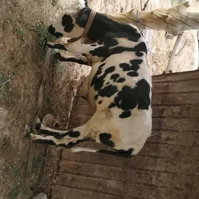 öküz