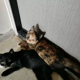 кошка