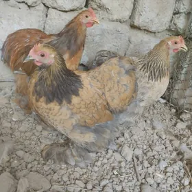 KARLIK KOKIN