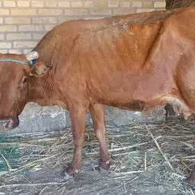 Sygyr gulajyn