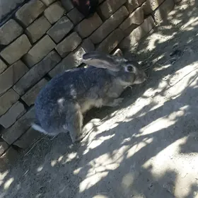 товшан