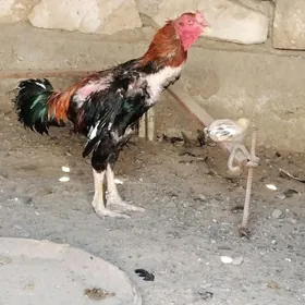 HORAZ