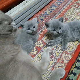 Котята