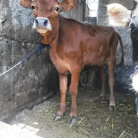 Tuwe 2 sany