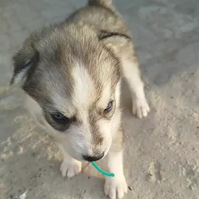 haski