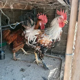 Horaz