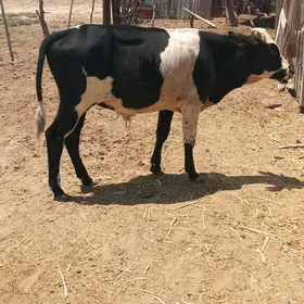 okız