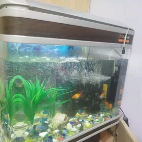 akwarium 100 ltr