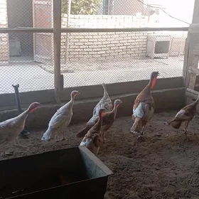 İnduk