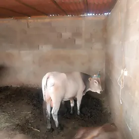 öküz