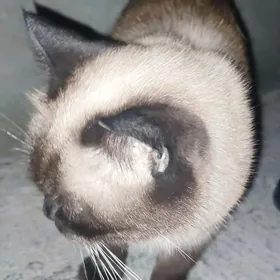 Siyamka paroda pişik