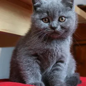pişik котёнок