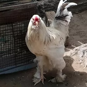 tawuk