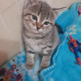 Котята