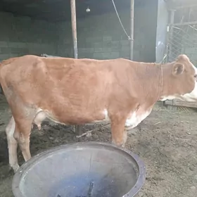 gyzyl ala sygyr