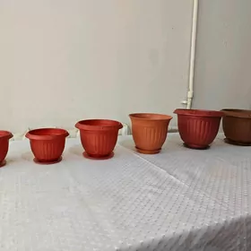 Gul garşoklar 6 şt