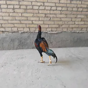 турк
