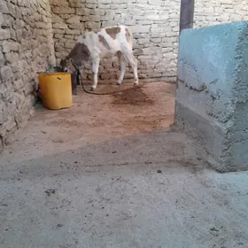 KARITA. 4 SANAK