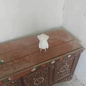 kepderi