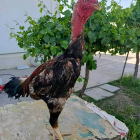 Horaz
