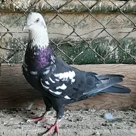 kepderi