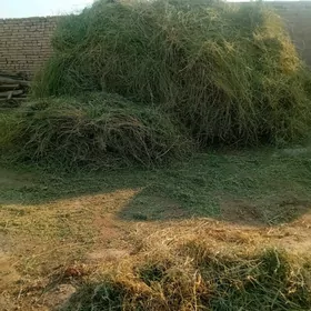 ÝORUNJA