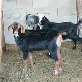 dog erkec