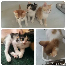 Котята