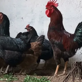 horaz