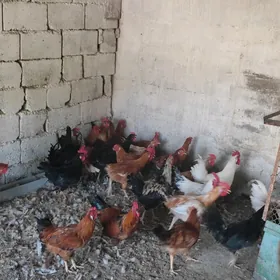 yaş horoz