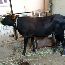 3 sany öküz
