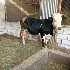 simintal garala okuz