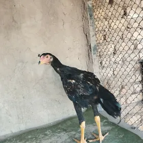 baysow juyjeler