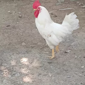 Horaz