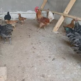 Djersı tovuk horaz