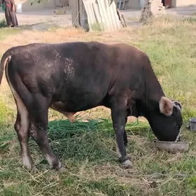 Öküz