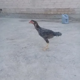 Baysow towuk
