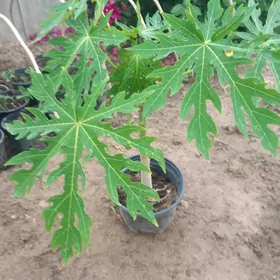 papaya