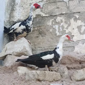Ordek