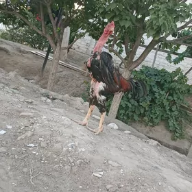 horaz