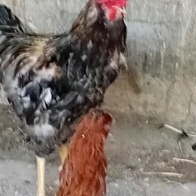HORAZ