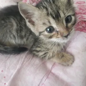 Отдаю котёнка в хорошие руки.